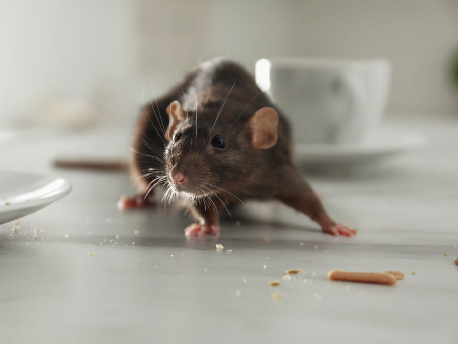 Eine Ratte ist auf dem Küchentisch.