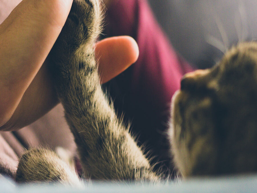 haustiere-im-testament-