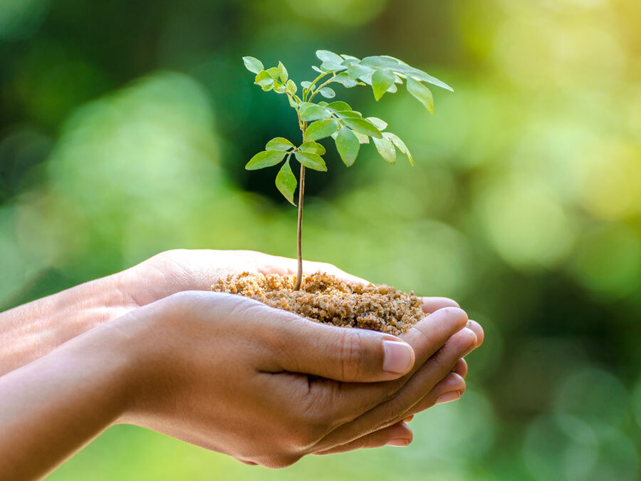 Eine Frau hält ein kleines Bäumchen in den Händen und möchte damit das Thema Nachhaltigkeit symbolisieren.
