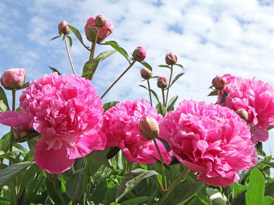 Ein Bild mit vielen rosa Pfingstrosen, dahinter der Himmel.